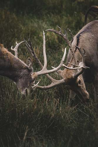 mammal two bucks fight using horns wallaby
