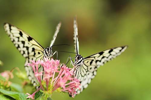 butterfly two butterflies on pink Ixoria flower insect