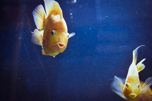 fish two common goldfish water