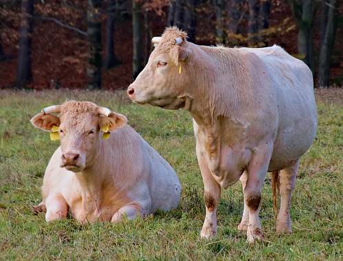 cattle two cow on green grass field cow