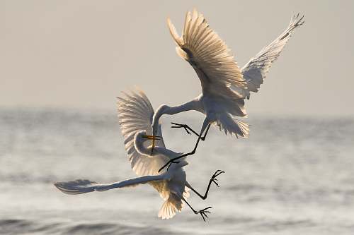bird two crane fighting while flying heron
