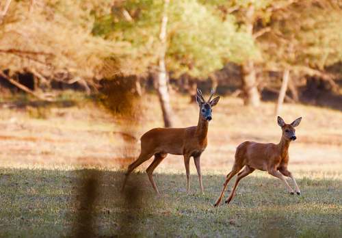 mammal two deer flyings antelope
