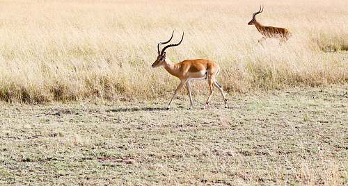 mammal two deers on grass field antelope