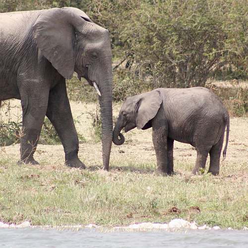 elephant two elephants standing on grass near body of water wildlife