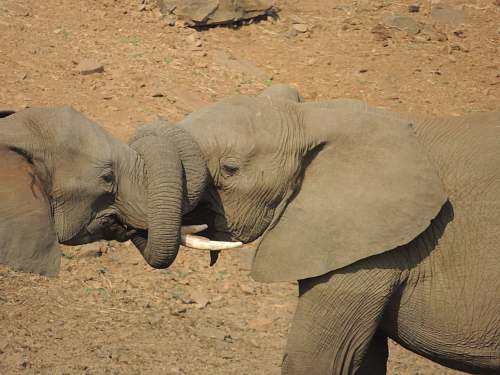 mammal two elephants wrapping their trunks elephant