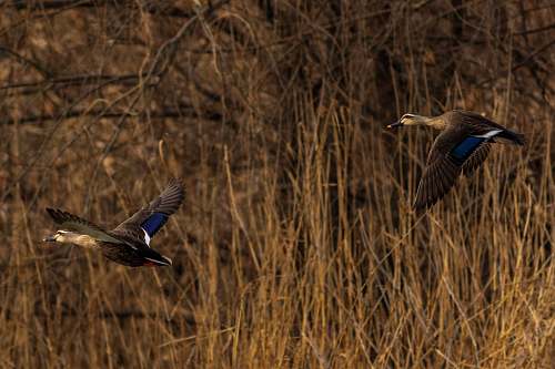 bird two flying mallard ducks flying