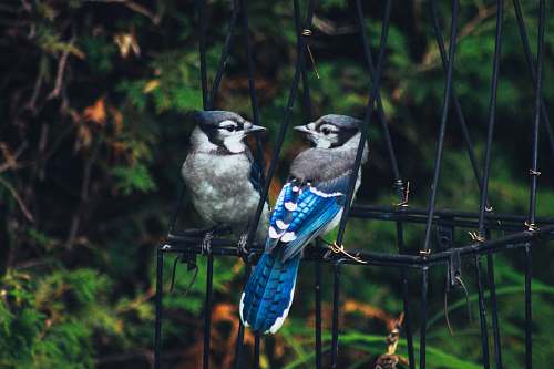 bird two gray-and-blue birds on cage jay