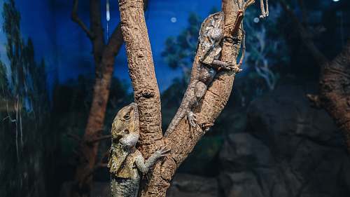 reptile two gray bearded dragons on tree iguana