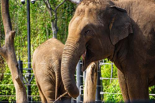 mammal two gray elephants at daytime elephant