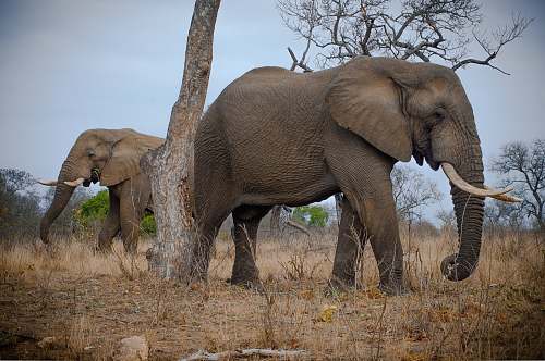 mammal two gray elephants elephant