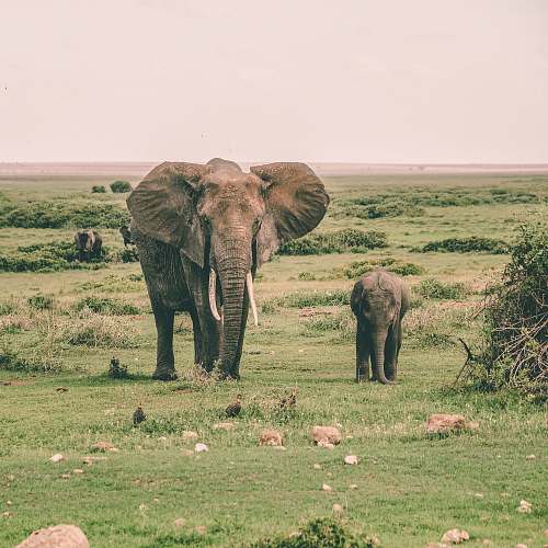 elephant two gray elephants walking surrounded by grass during daytime wildlife