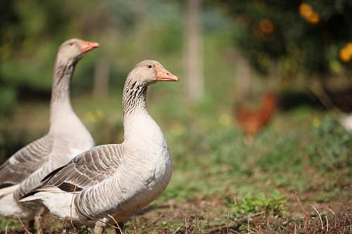 bird two gray geese goose