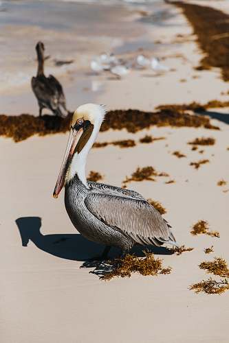 bird two gray pelican birds at the shore pelican