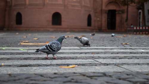 bird two gray pigeons pigeon