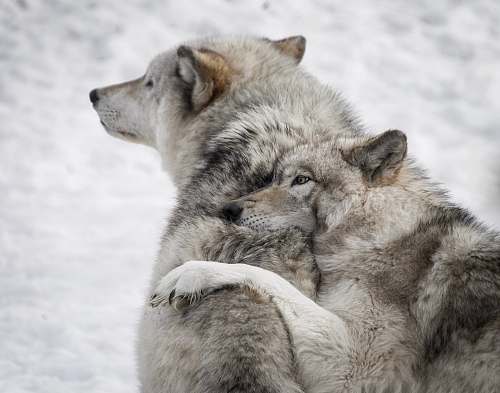 mammal two gray wolves wildlife