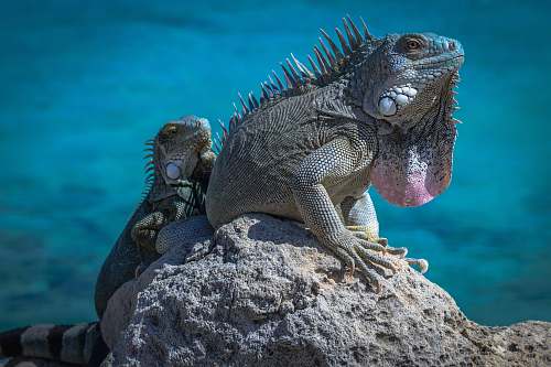 reptile two green bearded dragons iguana