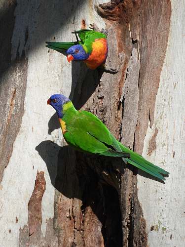 bird two green-blue-and-red birds on wooden surface macaw