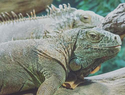 lizard two green iguanas close-up photo reptile