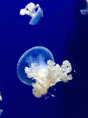 jellyfish two jellyfish underwater invertebrate