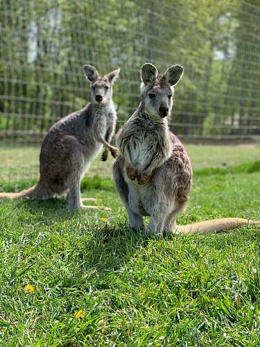 mammal two kangaroos wallaby