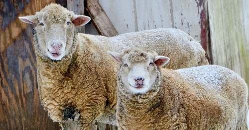 mammal two llamas near brown wooden shed sheep
