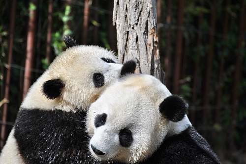 mammal two pandas hugging in front of tree during day giant panda