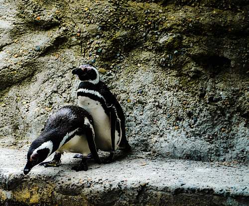 bird two penguin on concrete pavement penguin
