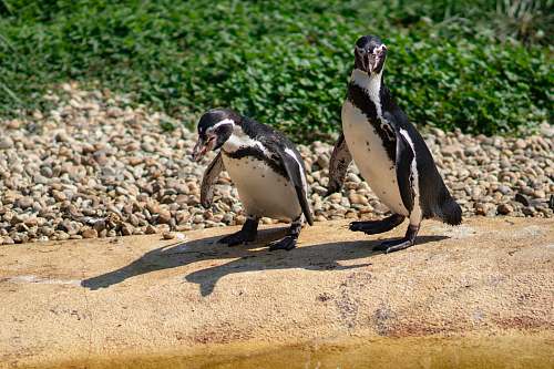bird two penguins beside body of water penguin