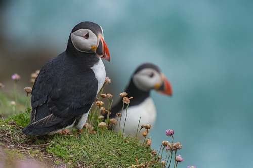 bird two puffin bird near plants puffin