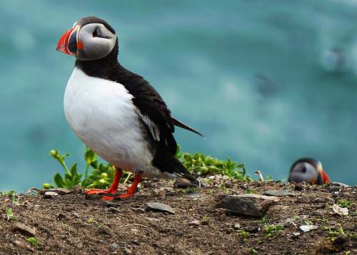 bird two puffin birds puffin