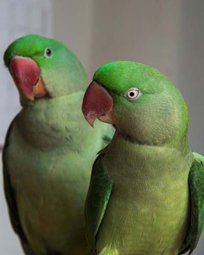 bird two rose ringed parekeets parakeet