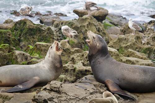 mammal two sealions on brown rocks kangaroo