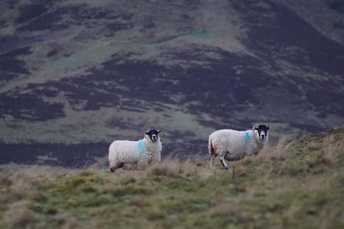 mammal two sheep on green grasses sheep