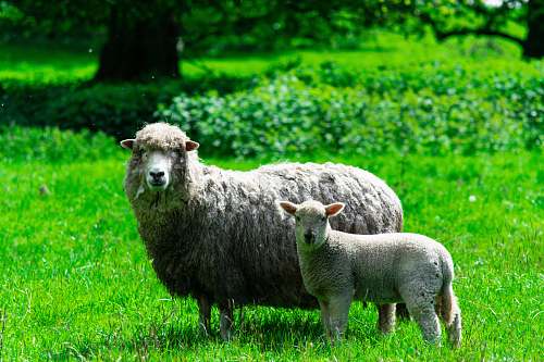 mammal two sheep standing on grass field sheep