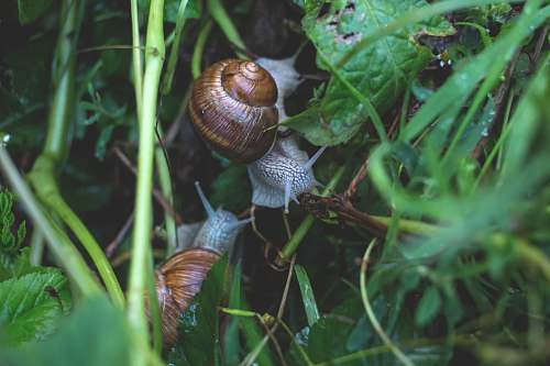 invertebrate two snails surrounded by green leafed plant snail