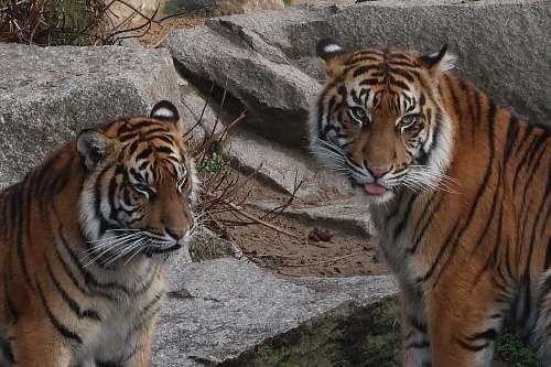 mammal two tigers tiger