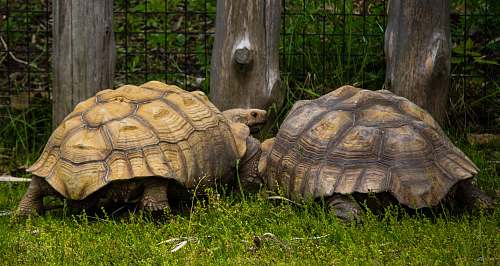 reptile two tortoises on grass field sea life