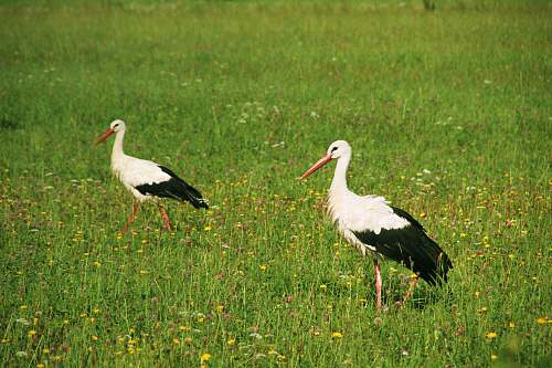 bird two white-and-black birds on green grass stork