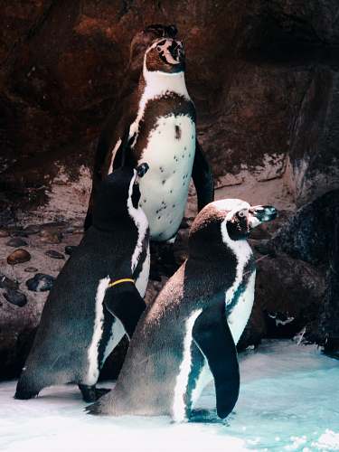 bird two white and black penguins king penguin
