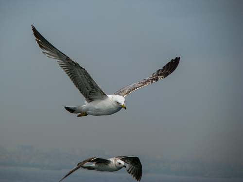bird two white and brown birds in flight seagull