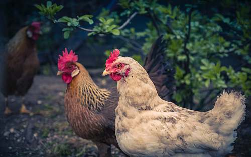 chicken two white and brown hens bird