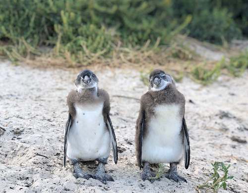 bird two white and brown penguins penguin