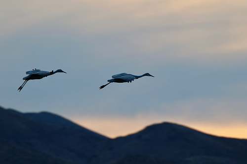bird two white birds on flight flying