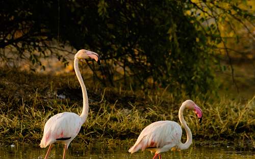 bird two white flamingo's flamingo