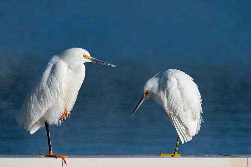 bird two white gulls ardeidae