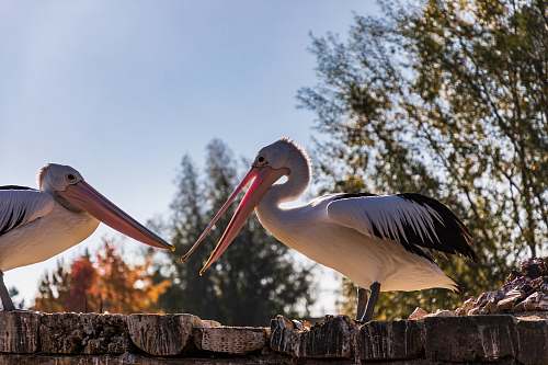bird two white pelican stork