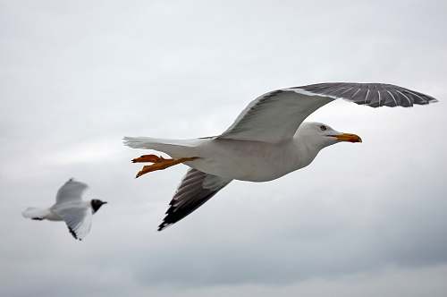 bird two white seagulls flying