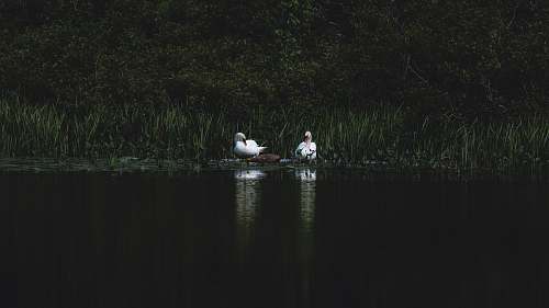 bird two white swan on body of water waterfowl