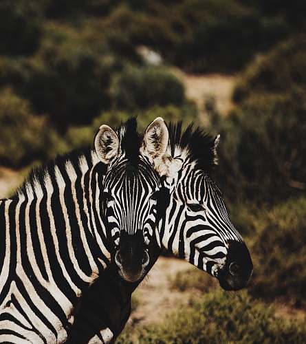 zebra two zebra on forest wildlife