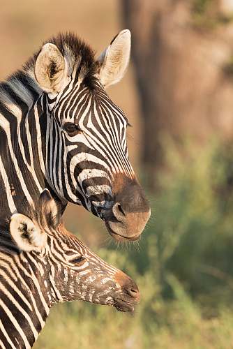 wildlife two zebras in shallow focus shot zebra